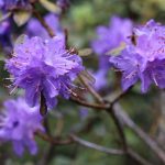 Rhododendron russatum ‚Gletschernacht‘