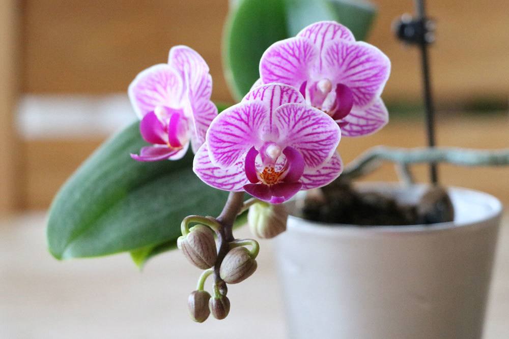 Phalaenopsis, Schmetterlingsorchidee