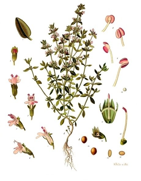 Bildtafel Thymian aus Köhlers Medizinal Pflanzen