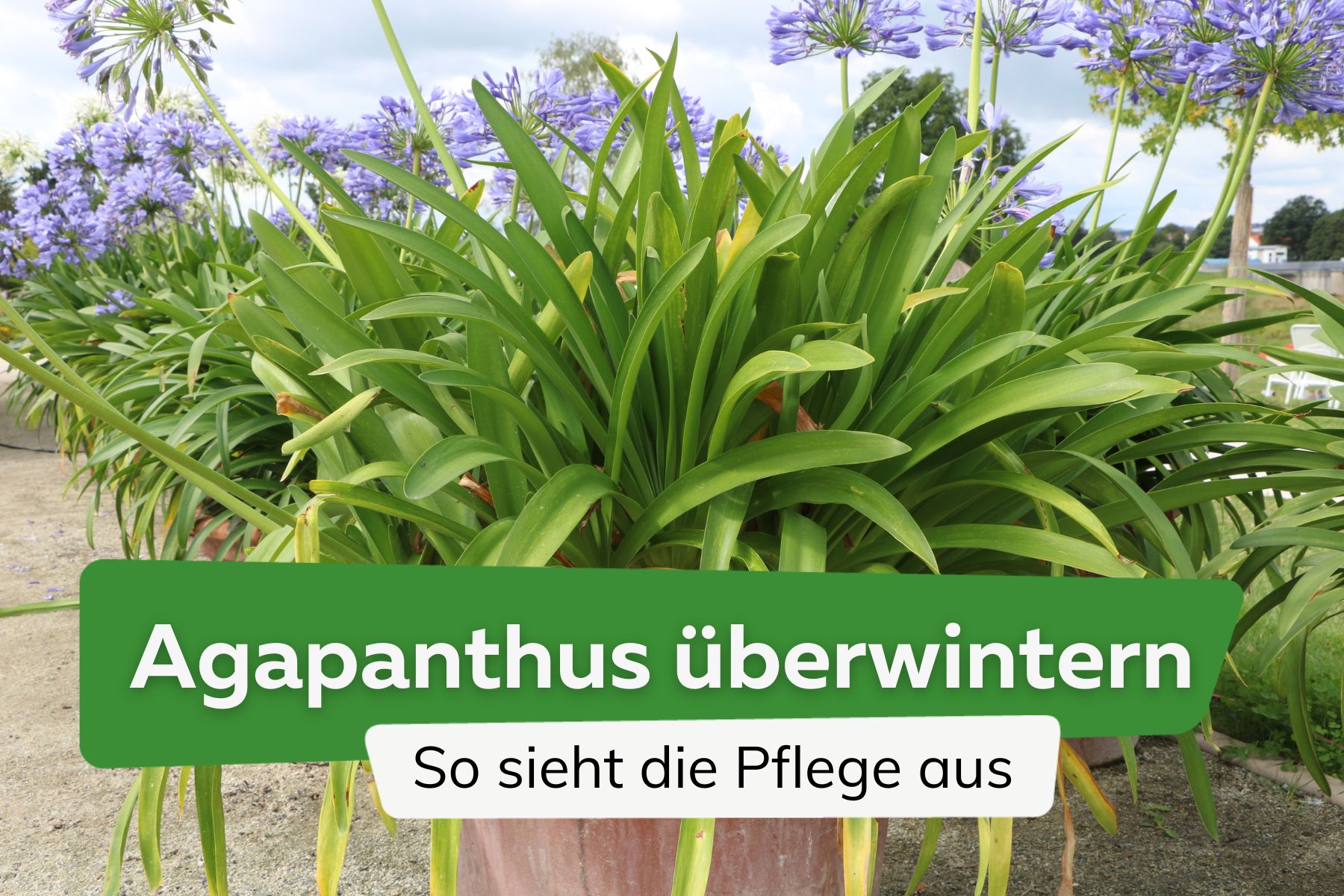 Agapanthus überwintern: die richtige Pflege der Schmucklilie