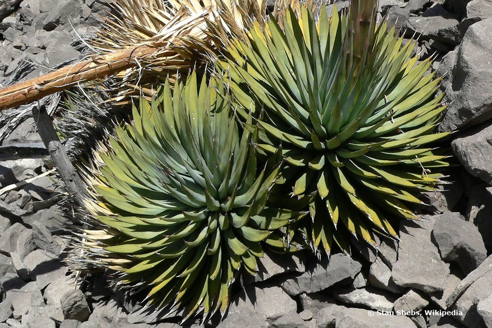Größte Agave weltweit neomexicana Winterharte Agave parryi varia Samen .... 