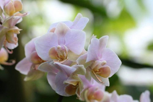 Orchidee mit rosafarbener Blütenfarbe