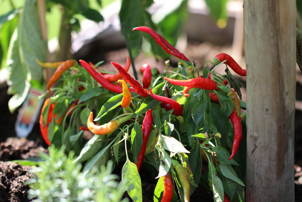 Chili-Pflanze mit einigen roten Chilischoten