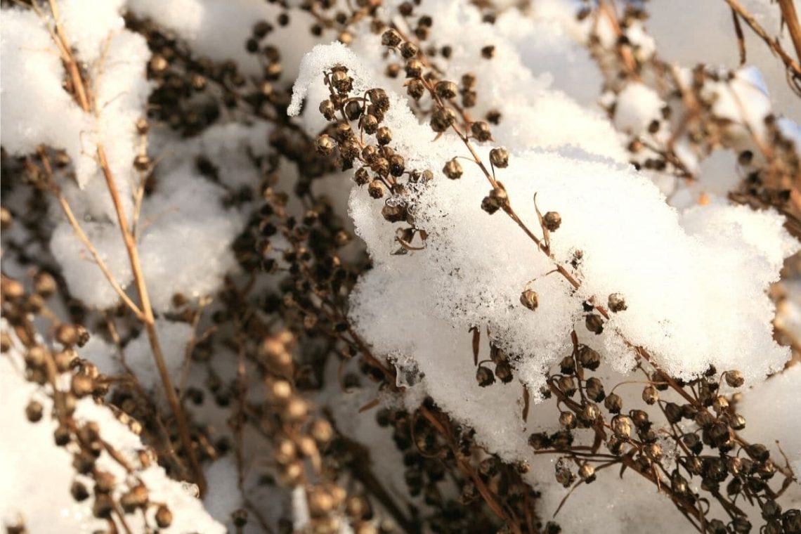 Estragon-Blütenköpfchen im Schnee