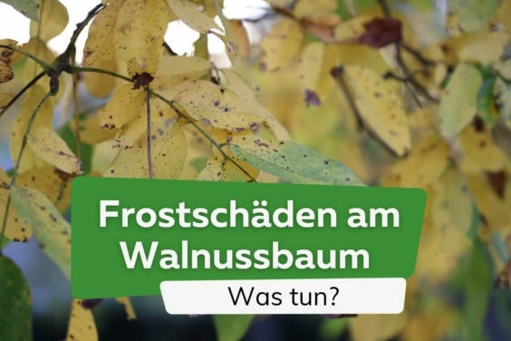 Frostschäden am Walnussbaum - was tun bei erfrorenen Blättern?