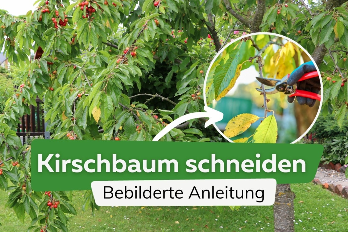 Kirschbaum schneiden - bebilderte Anleitung für den Kirschbaumschnitt