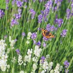 Auch bei Schmetterlingen ist der Lavendel beliebt