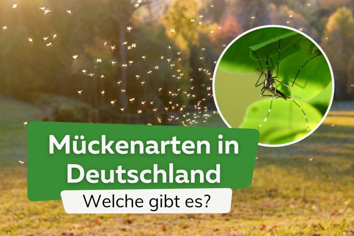 Liste aller Mückenarten in Deutschland - gefährliche Stechmücken