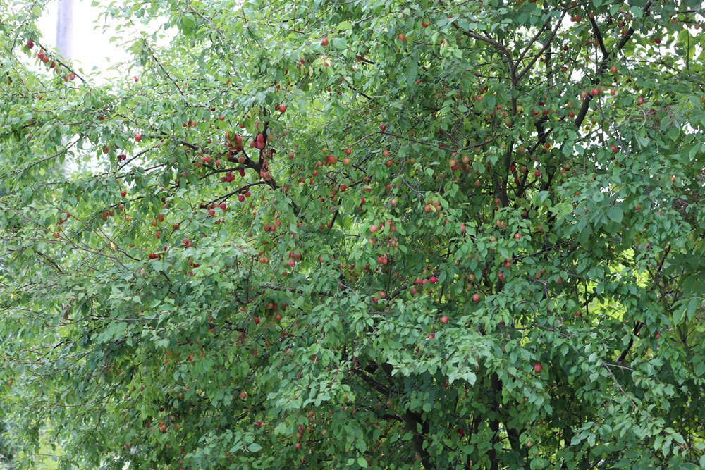 Mirabellenbaum mit viel Fruchtbehang