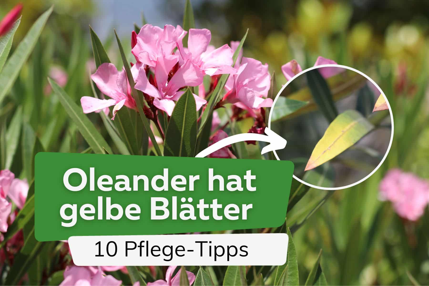 Oleander hat gelbe Blätter - 10 Pflege-Tipps, die Sie jetzt beachten sollten