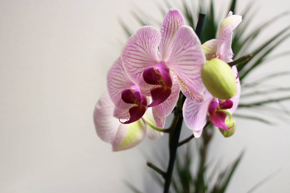 Orchideen substratlos kultivieren