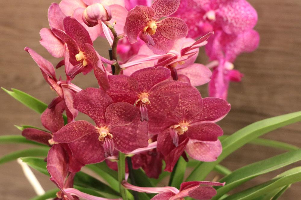 Orchideen auf andere Kultur umstellen