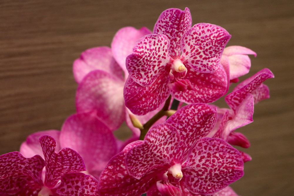 einige Orchideen eignen sich für die Glaskultur