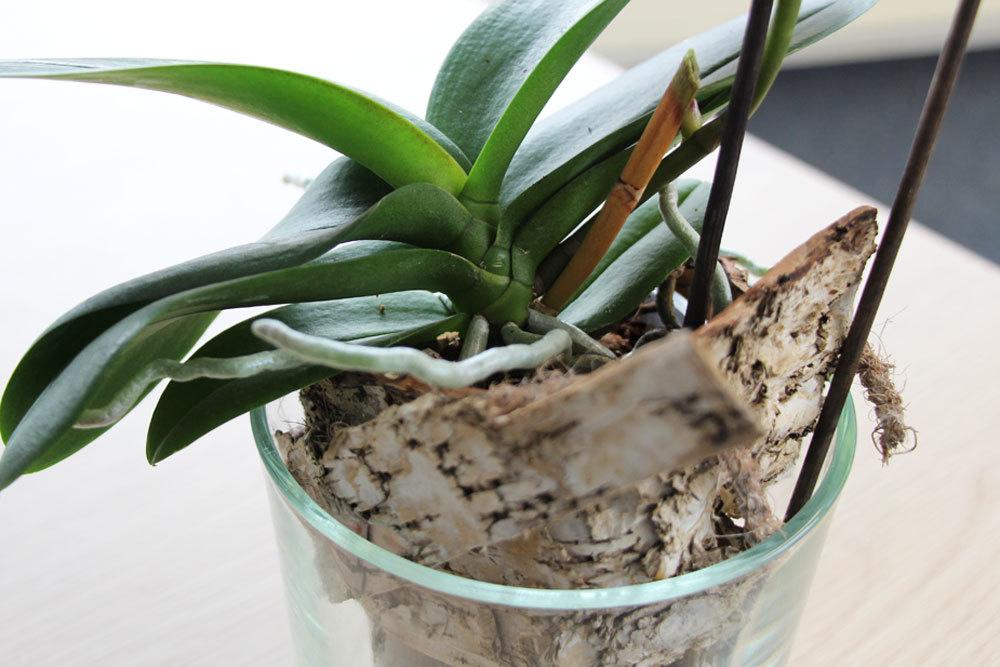 substratlos kultivierte Orchideeen dürfen nicht austrocknen