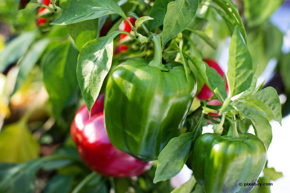 Paprika-Pflanzen richtig überwintern