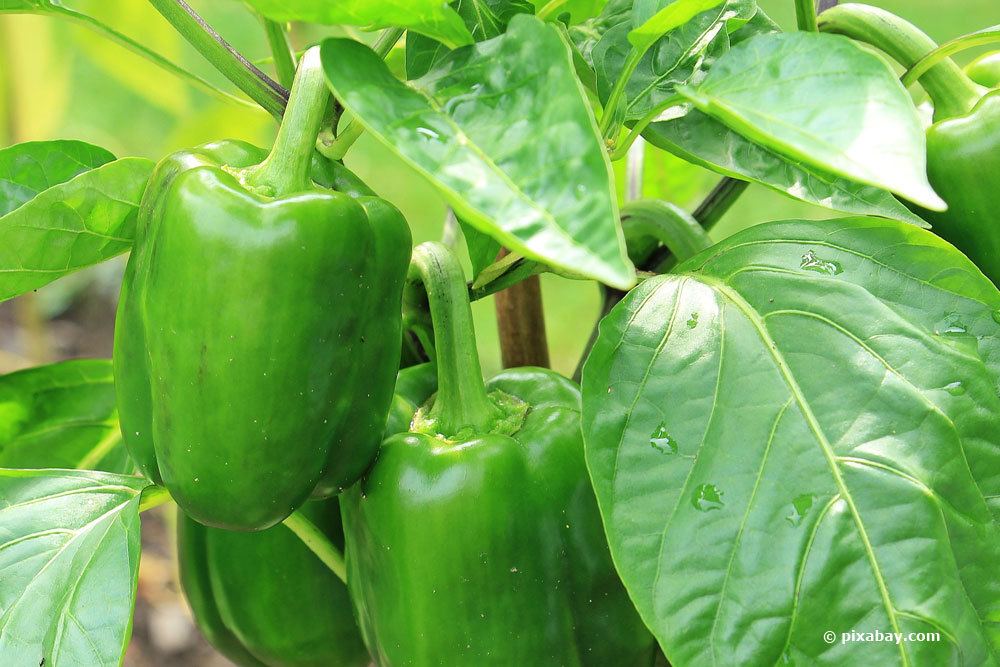 Paprika-Pflanzen sollten in warmen Räumen überwintern