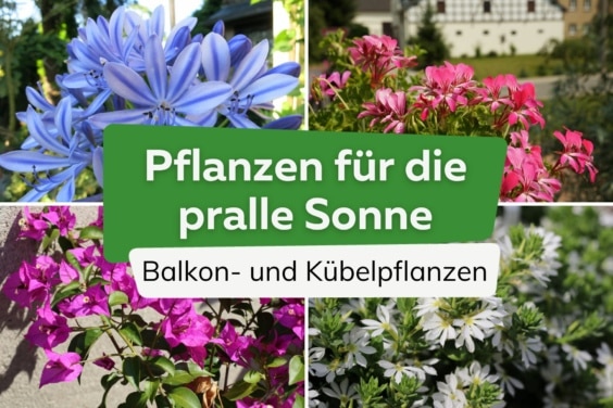 Pflanzen für die pralle Sonne - geeignete Balkon- und Kübelpflanzen