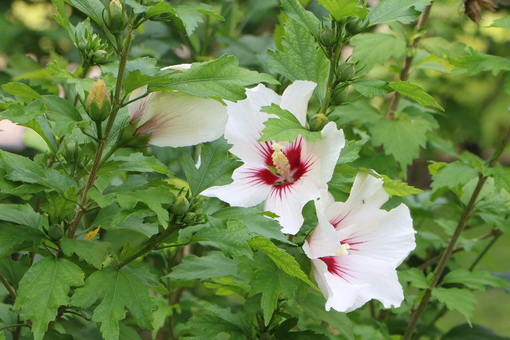 Roseneibisch (Hibiscus syriacus), Bienenfutterpflanze