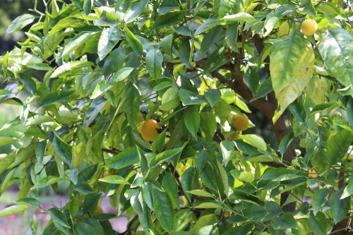 Zitruspflanzen (Citrus)
