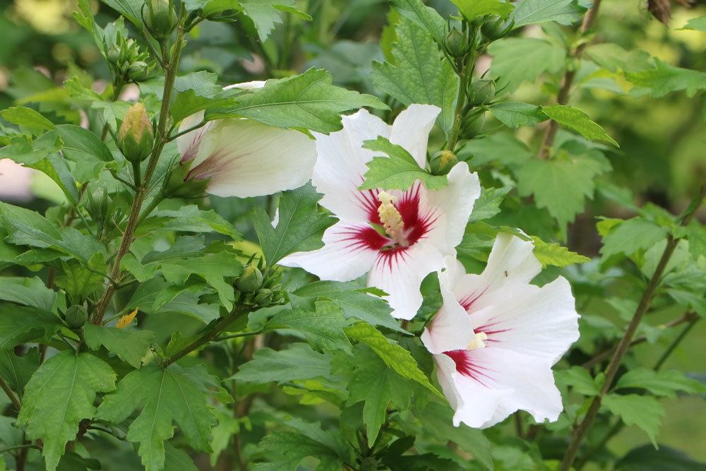 Hibiscus syriacus, Gartenhibiskus, Straucheibisch