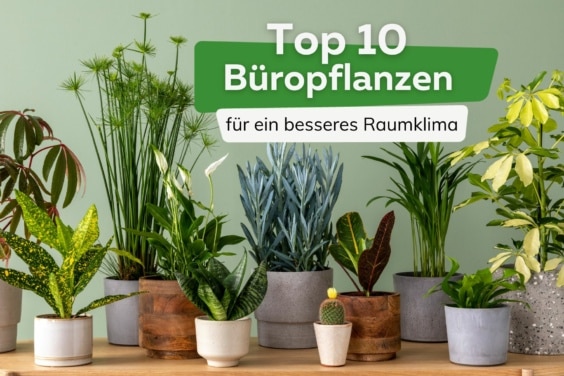Top 10 Büropflanzen Titel