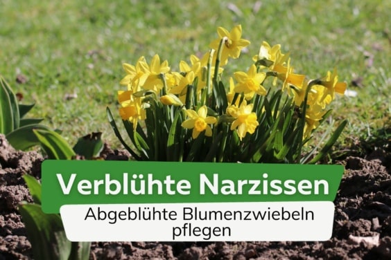 Verblühte Narzissen - so pflegen Sie abgeblühte Blumenzwiebeln