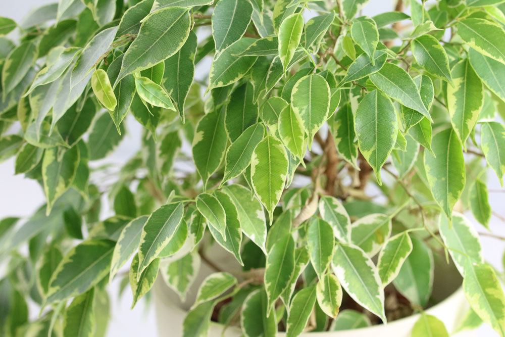 Birkenfeige, Ficus Benjamina