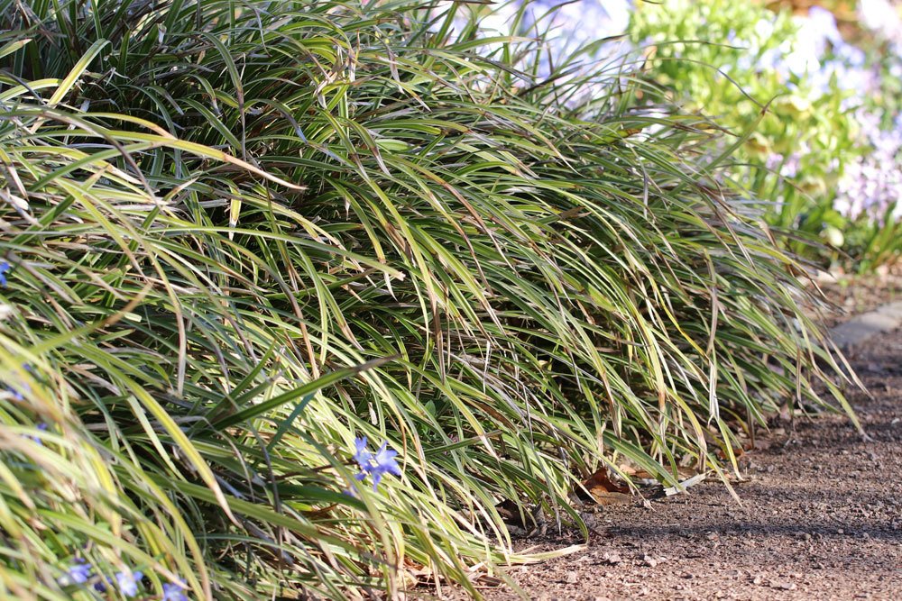 Carex morrowii, Japan-Segge, Bodendeckern