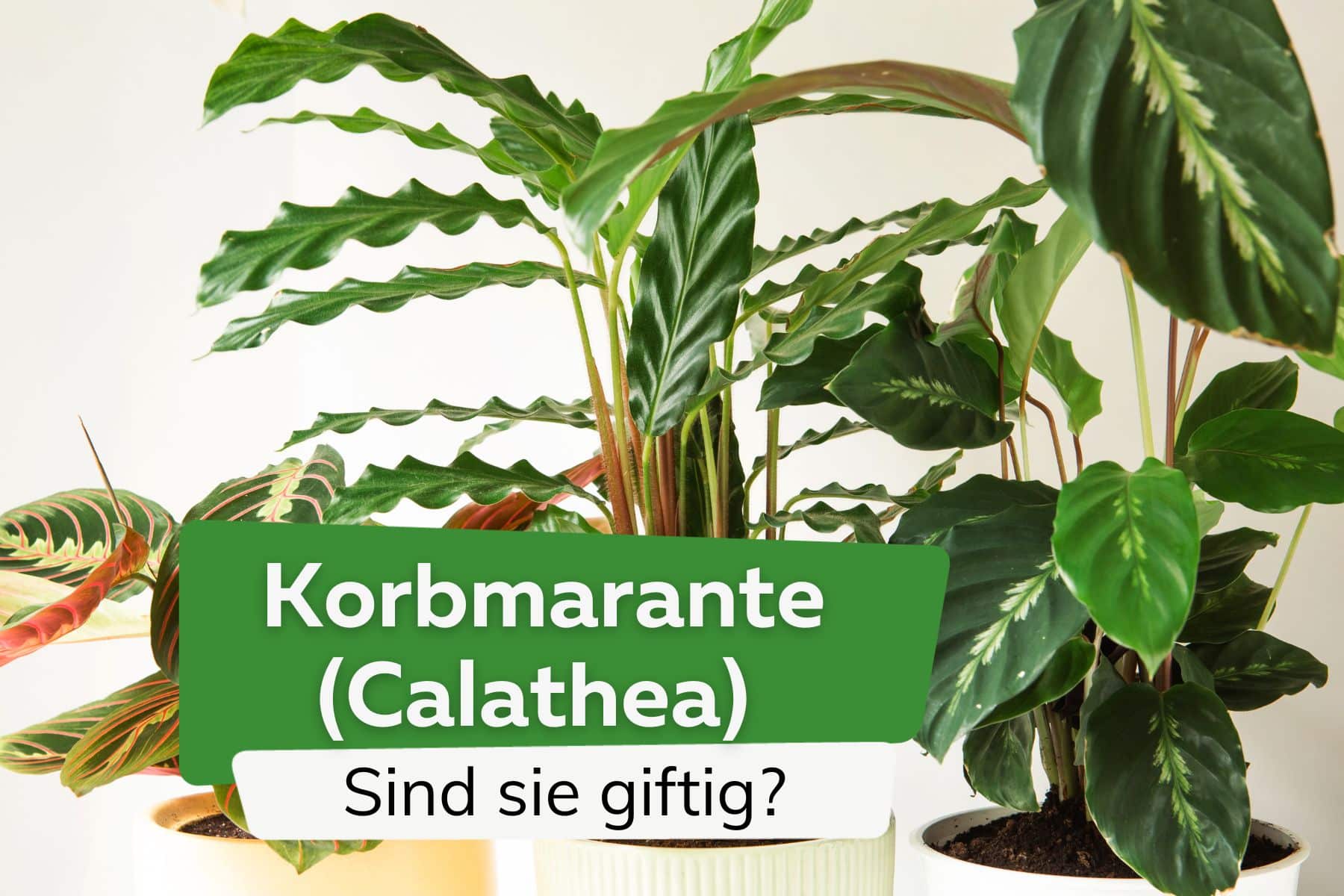 Ist die Korbmarante giftig? - Calathea Rufibarba, Lancifolia und Crocata