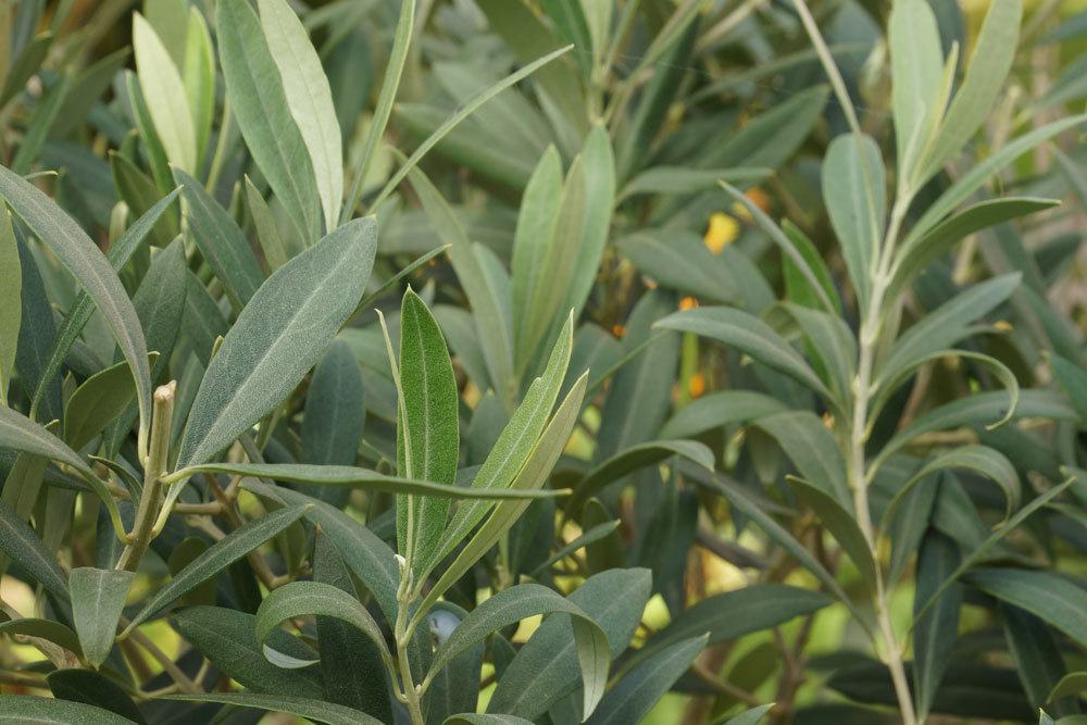 Olivenbaum stammt aus dem Mittelmeergebiet