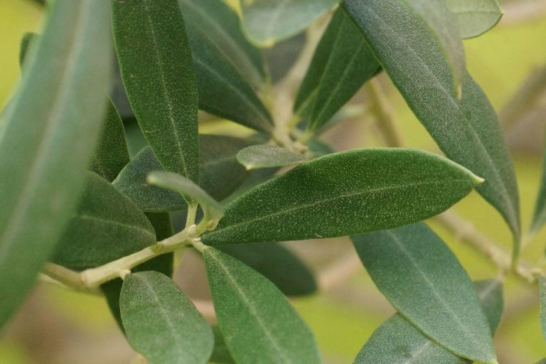 Olivenbaum ist eine recht pflegeleichte Pflanze