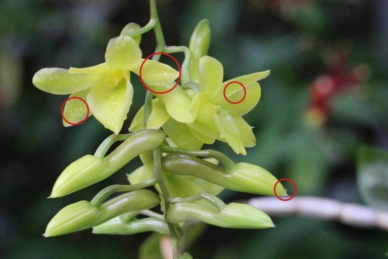 klebrige Tropfen an der Orchideen-Blütenrispe