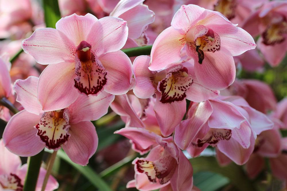 Orchidee braucht ausreichend großen Übertopf