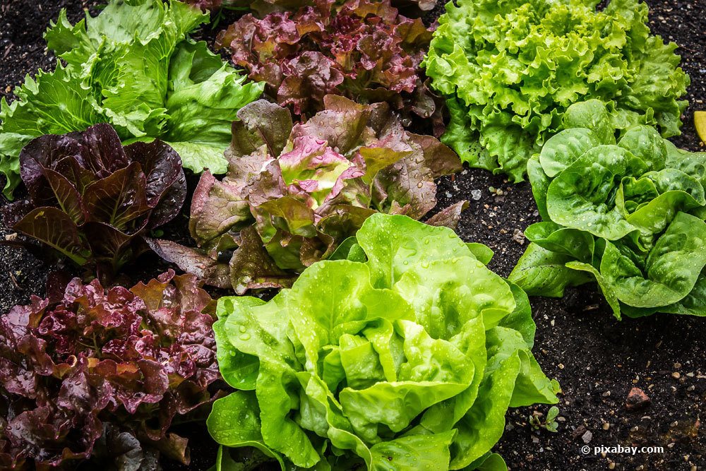 Salatsorten und Salatarten