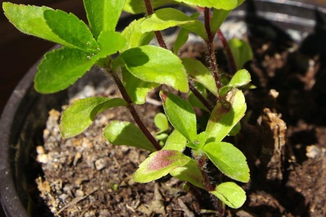 Stevia rebaudiana-Keimling im Topf