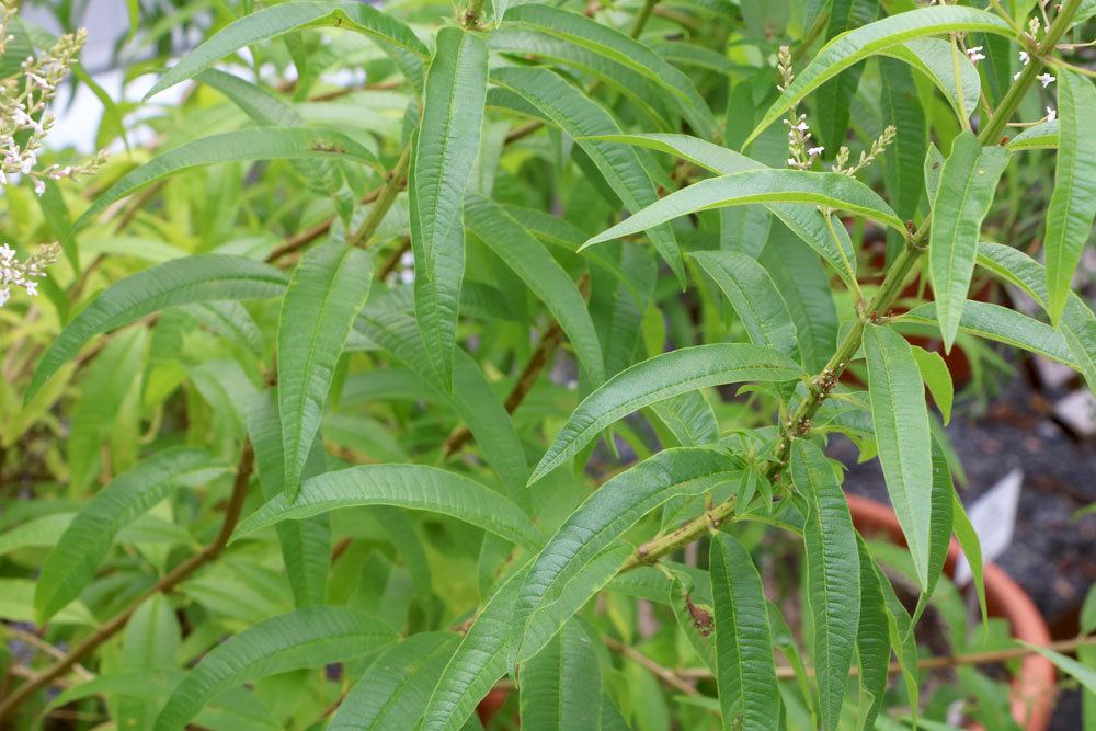 Aloysia triphylla sollte direkt nach dem Kauf im Kübel kultiviert werden.