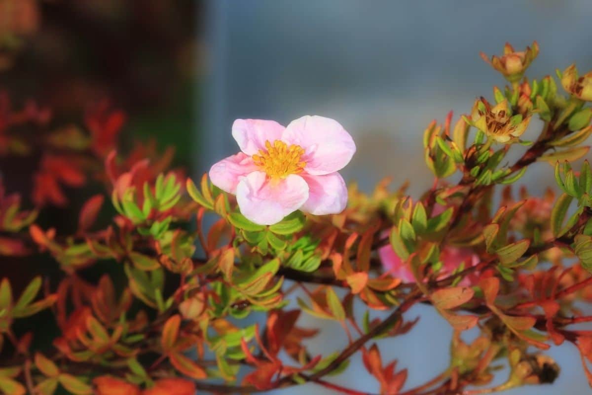 Fingerstrauch (Potentilla fruticosa) 'Pink Beauty'