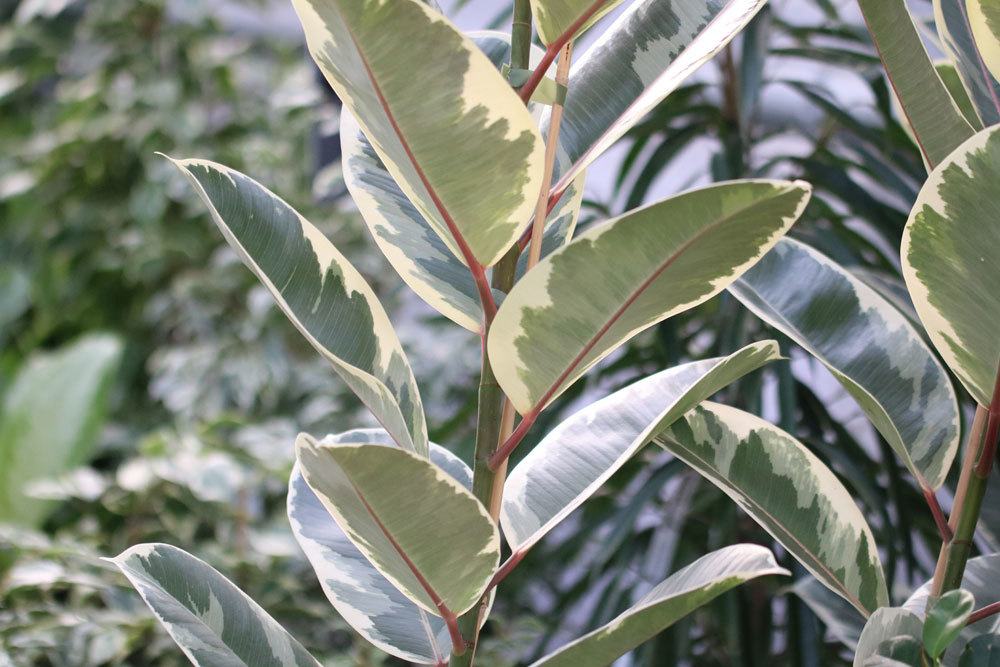 ist Gummibaum, Ficus elastica giftig