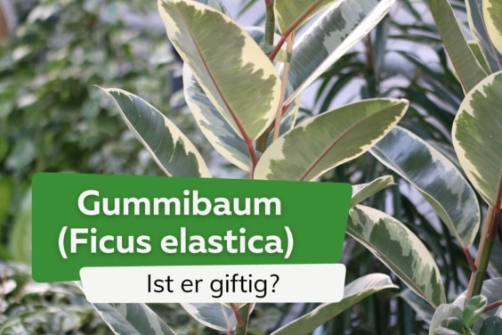 Ist der Gummibaum (Ficus elastica) giftig? Infos für Kinder und Tiere