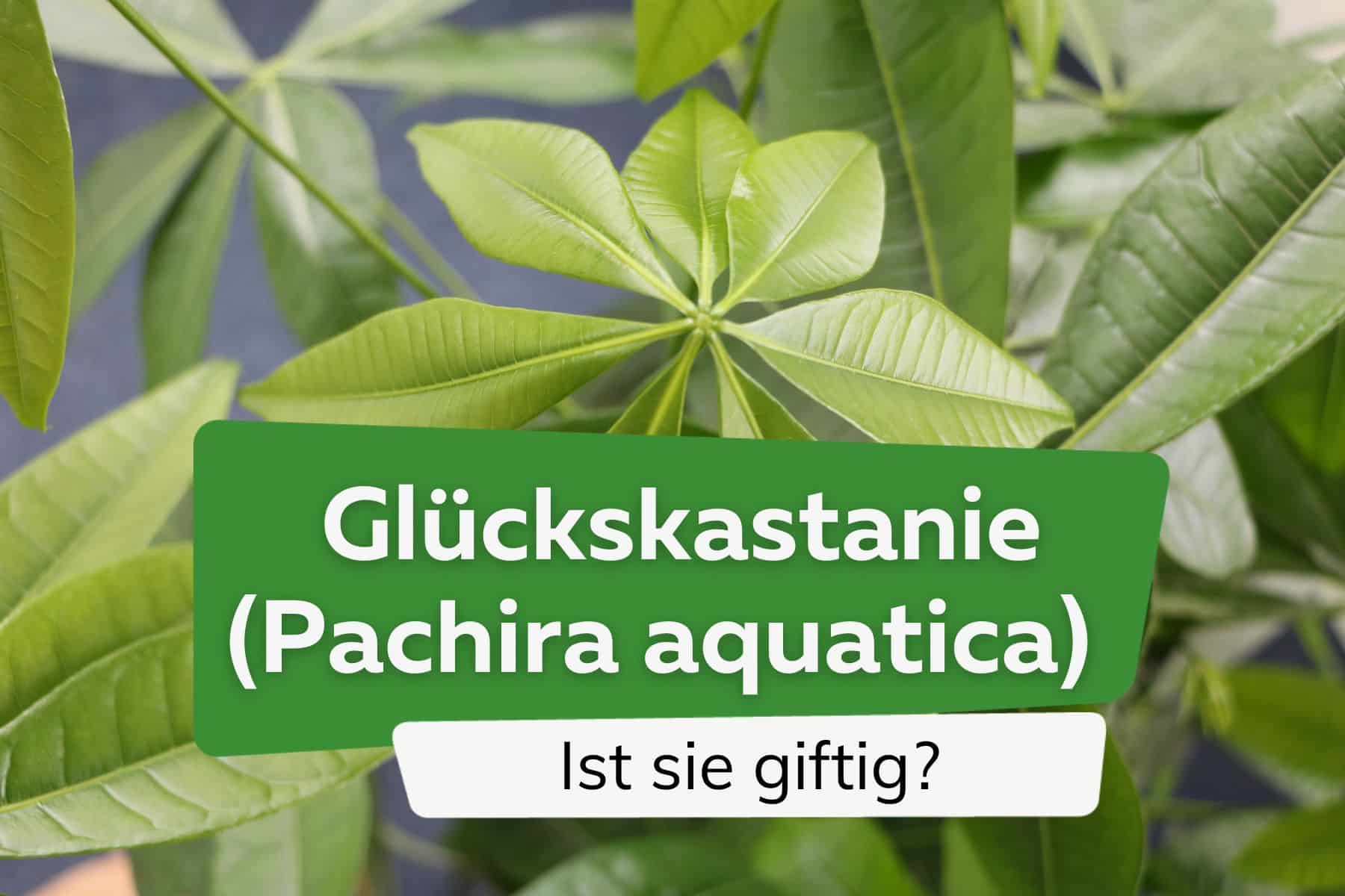 Ist die Glückskastanie (Pachira aquatica) giftig für Kinder und Haustiere?