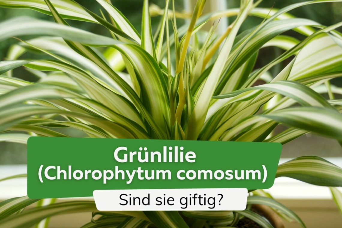 Ist die Grünlilie (Chlorophytum comosum) giftig für Kinder und Tiere?