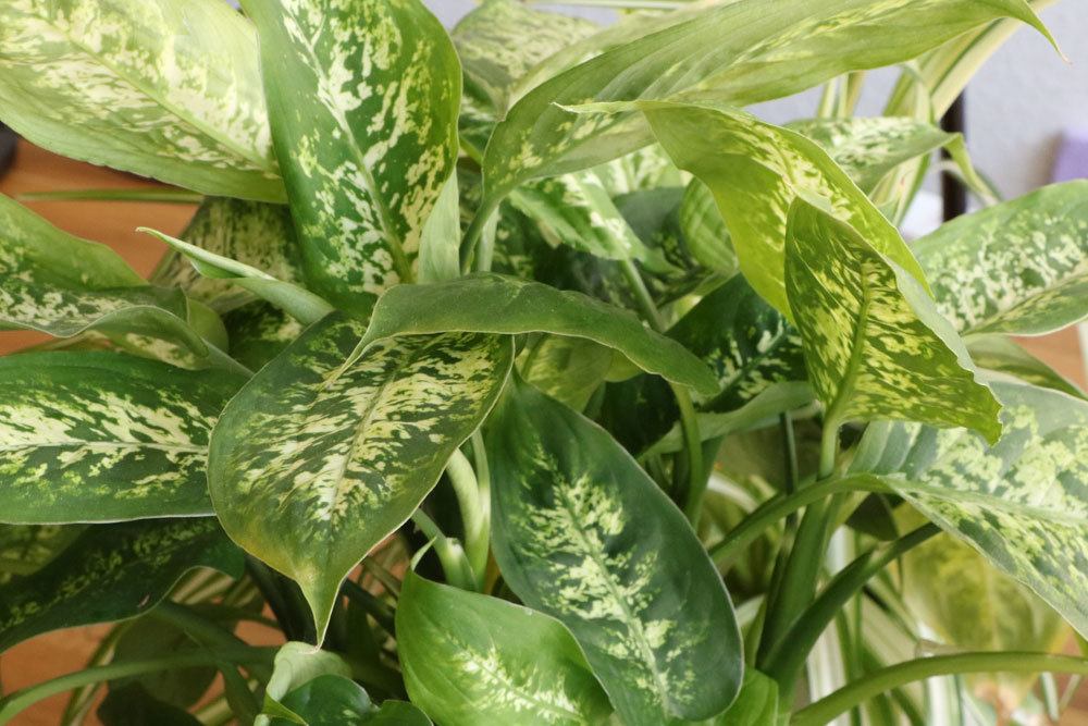 Dieffenbachia ist eine giftige Zimmerpflanze