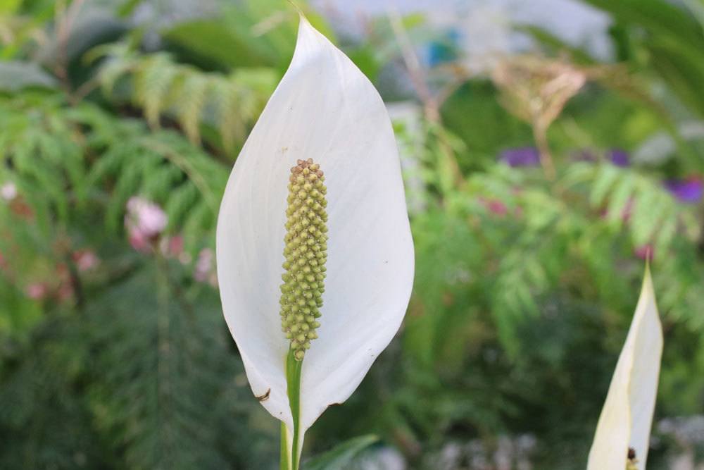 Einblatt Pflanze mit weißer Blüte