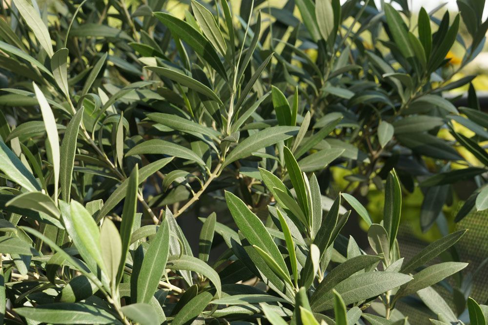 Olivenbaum, Olea europaea