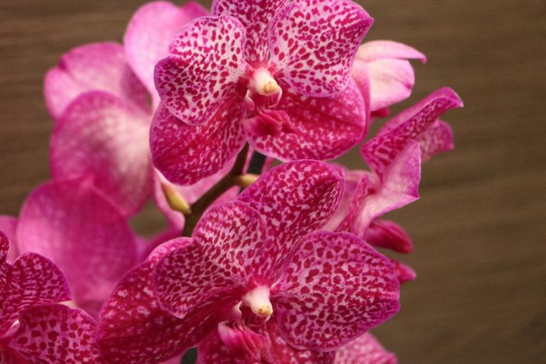 Orchideen richtig düngen