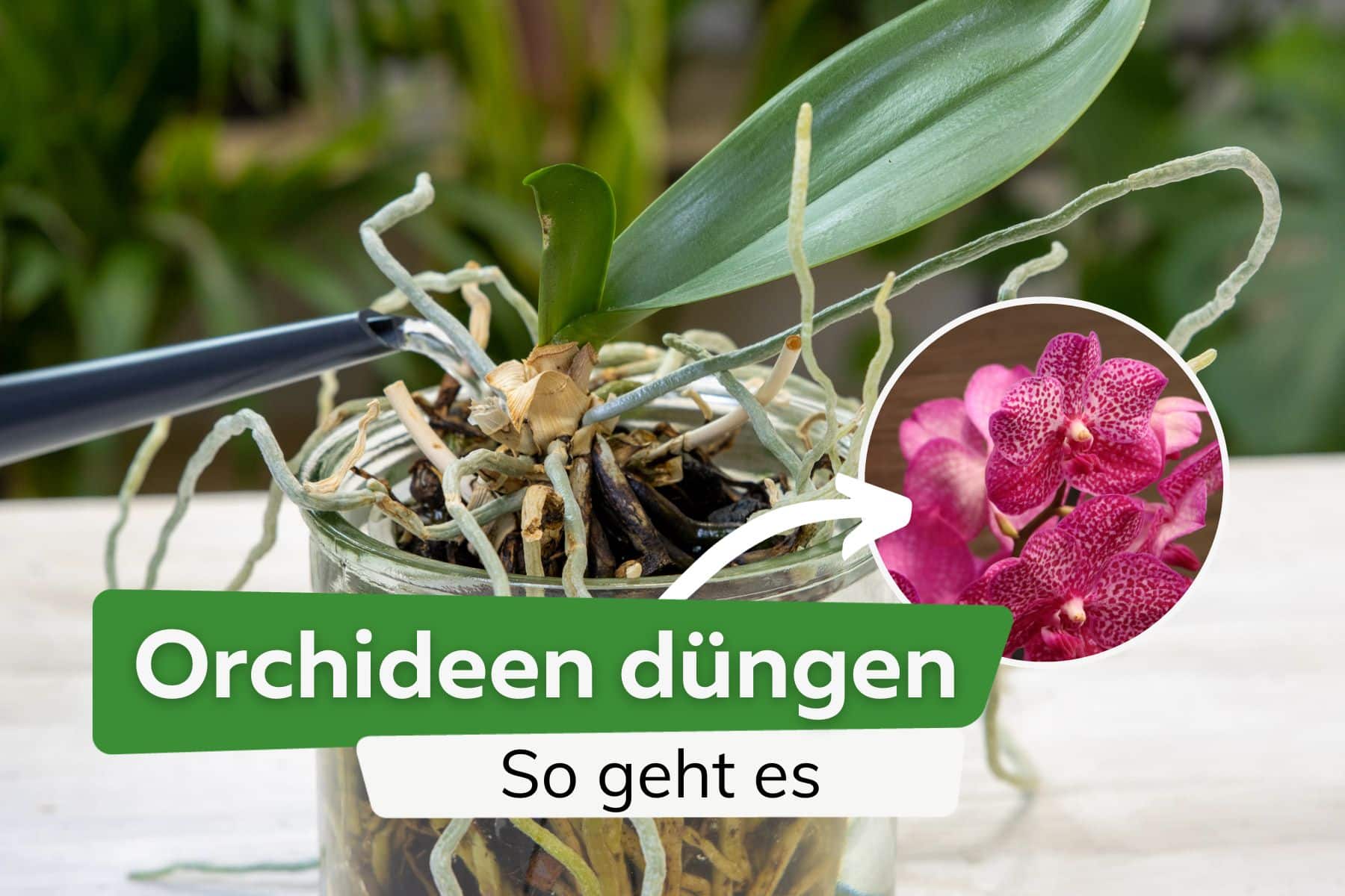 Orchideen düngen - die besten Hausmittel und Orchideendünger