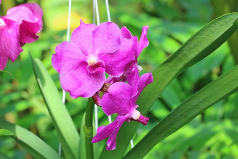 Orchideen mit Krankheiten