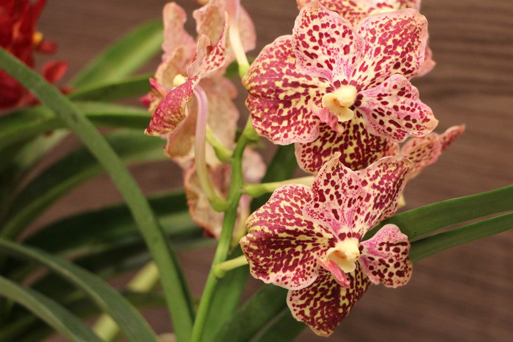 Orchideen brauchen frisches Substrat um zu Gedeihen