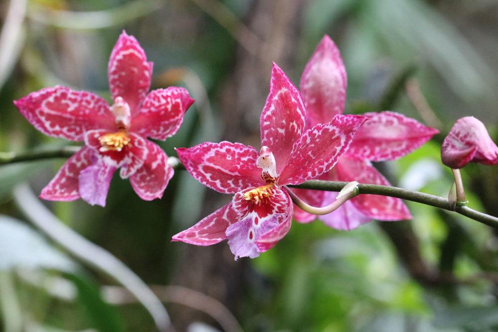 Orchideen selbst vermehren und danach Einpflanzen