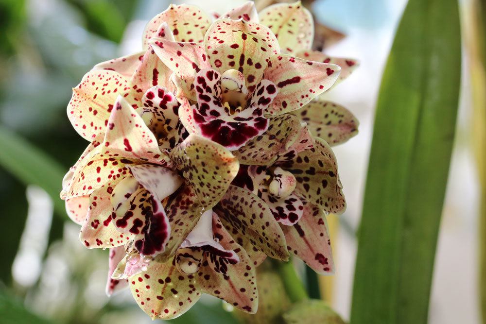 Orchideen durch Setzlinge selbst vermehren